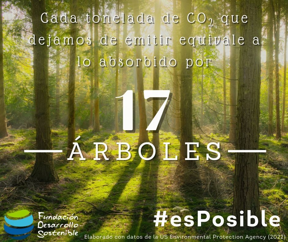 bosque c