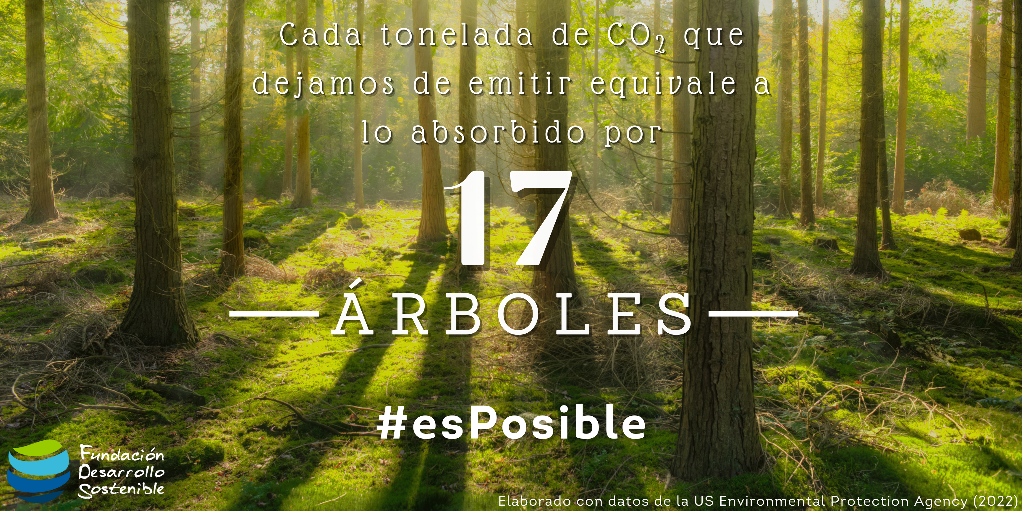 bosque h